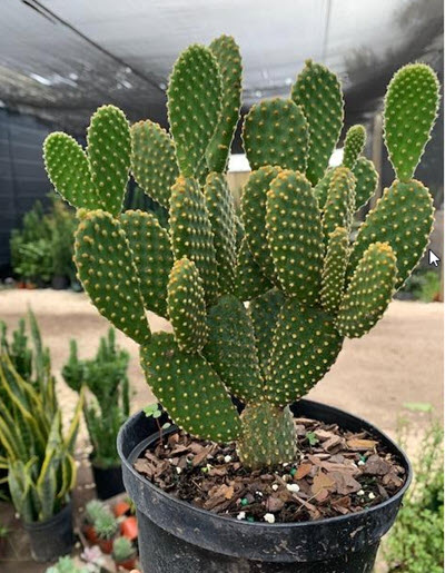 6" Cactus Opuntia Bunny Ears (Mickey Mouse)